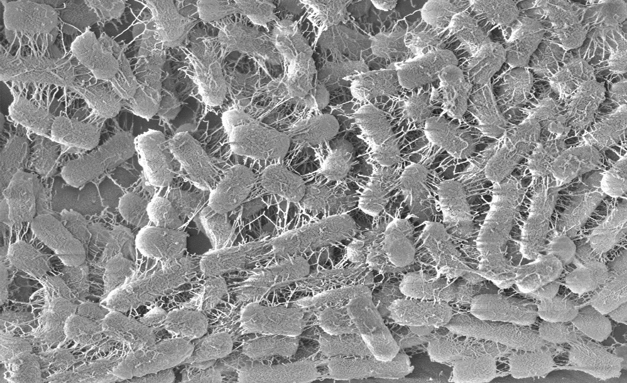 In search of new anti-biofilm agents from insects 