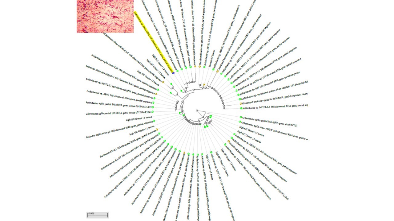 Arthrobacter corchori, a new species of bacteria capable of degrading high concentrations of herbicides