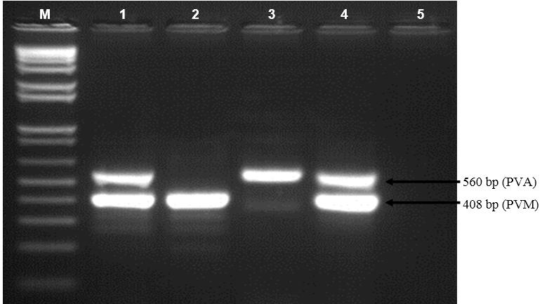 CP GENE SPECIFIC DRT-PCR: A FAST AND COST-EFFECTIVE DIAGNOSTIC TOOL TO DETECT A VIRAL CO-INFECTION IN POTATO