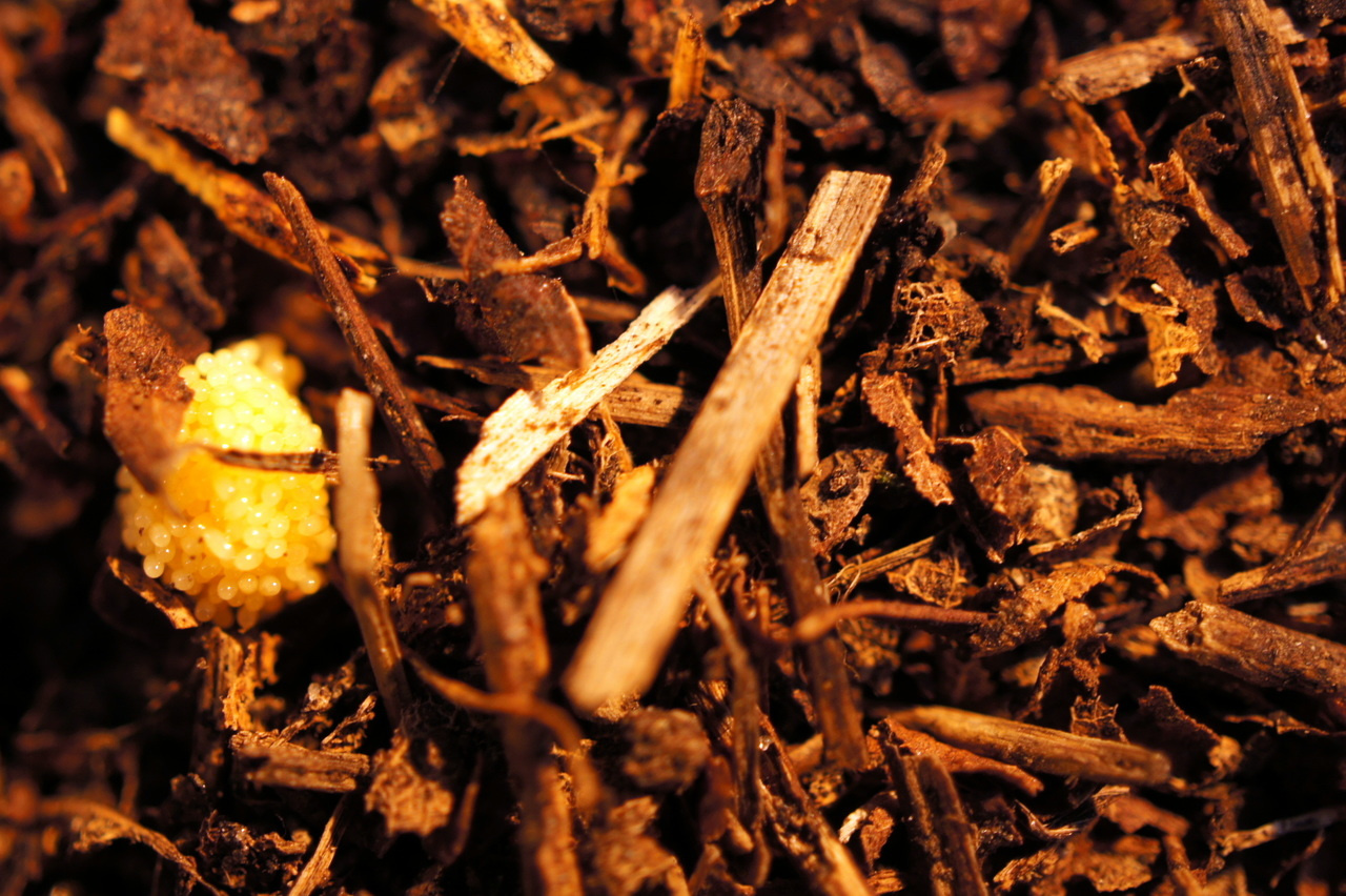 Jumping genes underlie symbiont-mediated defense 