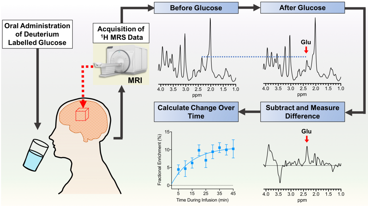 A new method based on 1H magnetic resonance spectroscopy to assess cellular metabolism