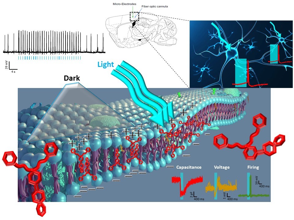 Neuronal firing modulation by a membrane-targeted photoswitch
