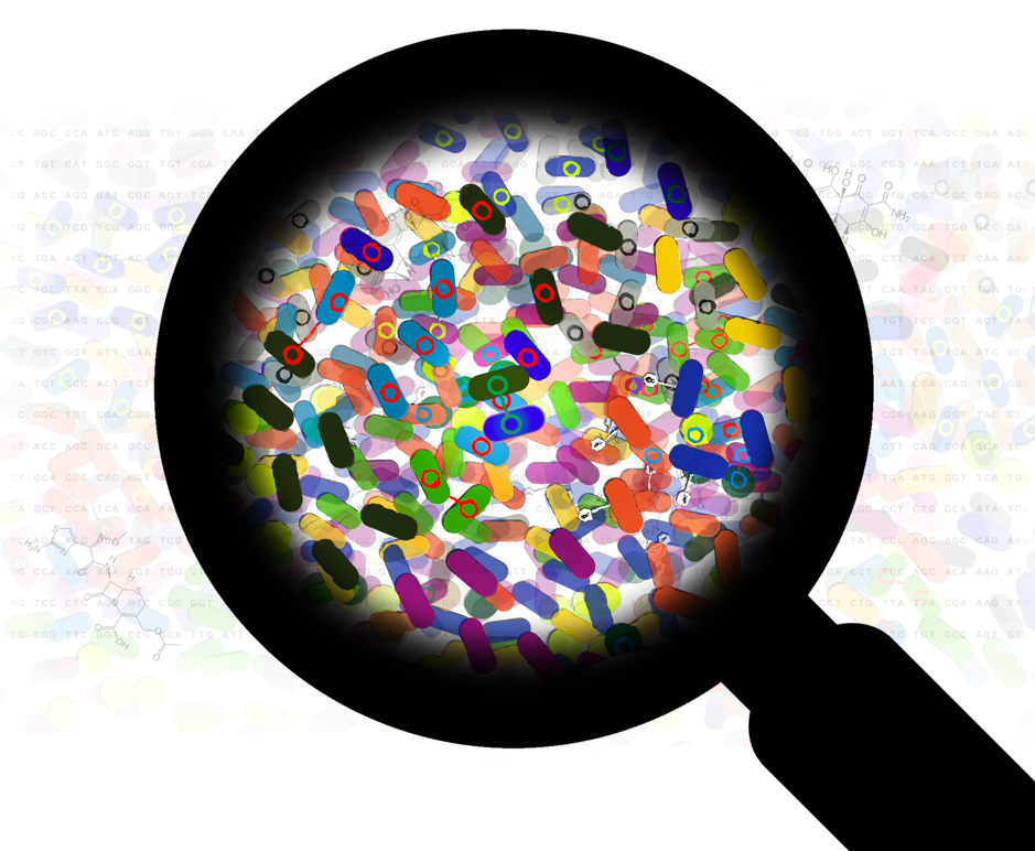 How do antibiotic resistance genes and mutations get along? 