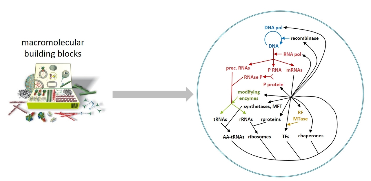 DNA, RNA, Protein: An eternal braid