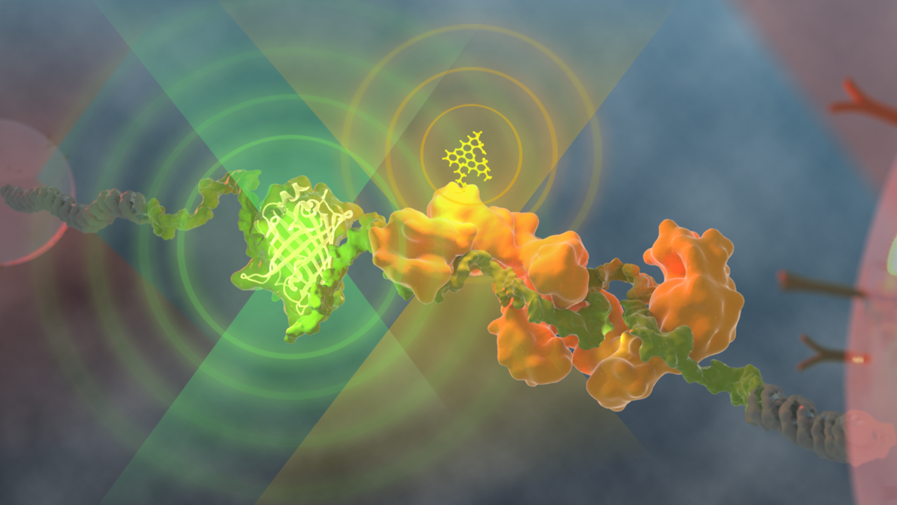 Touch and see: a powerful new way to study the interaction between proteins