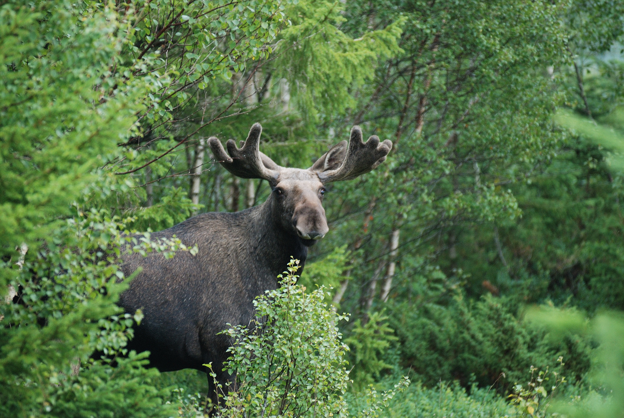 Does plant diversity matter for a large herbivore like the moose?