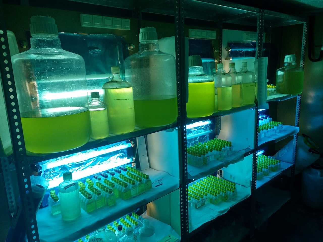 Organic matter matters for marine picocyanobacteria