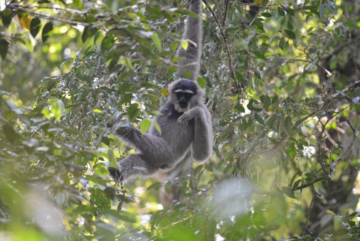 Why do we share food? Food sharing in Javan gibbons