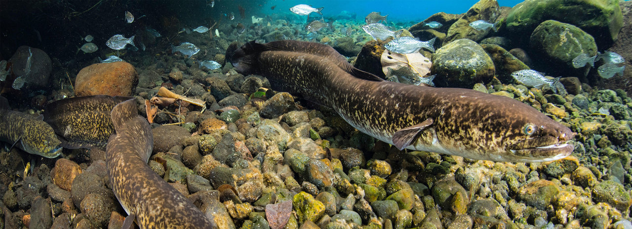 Species boundaries not impressed by hybridization