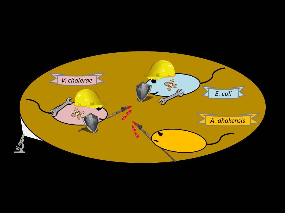 Non-Immunity Defences against the Type Six Secretion System