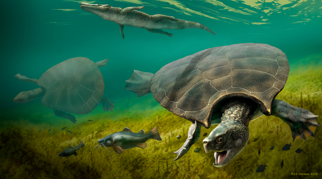 The anatomy, paleobiology, and evolutionary relationships of the largest extinct side-necked turtle