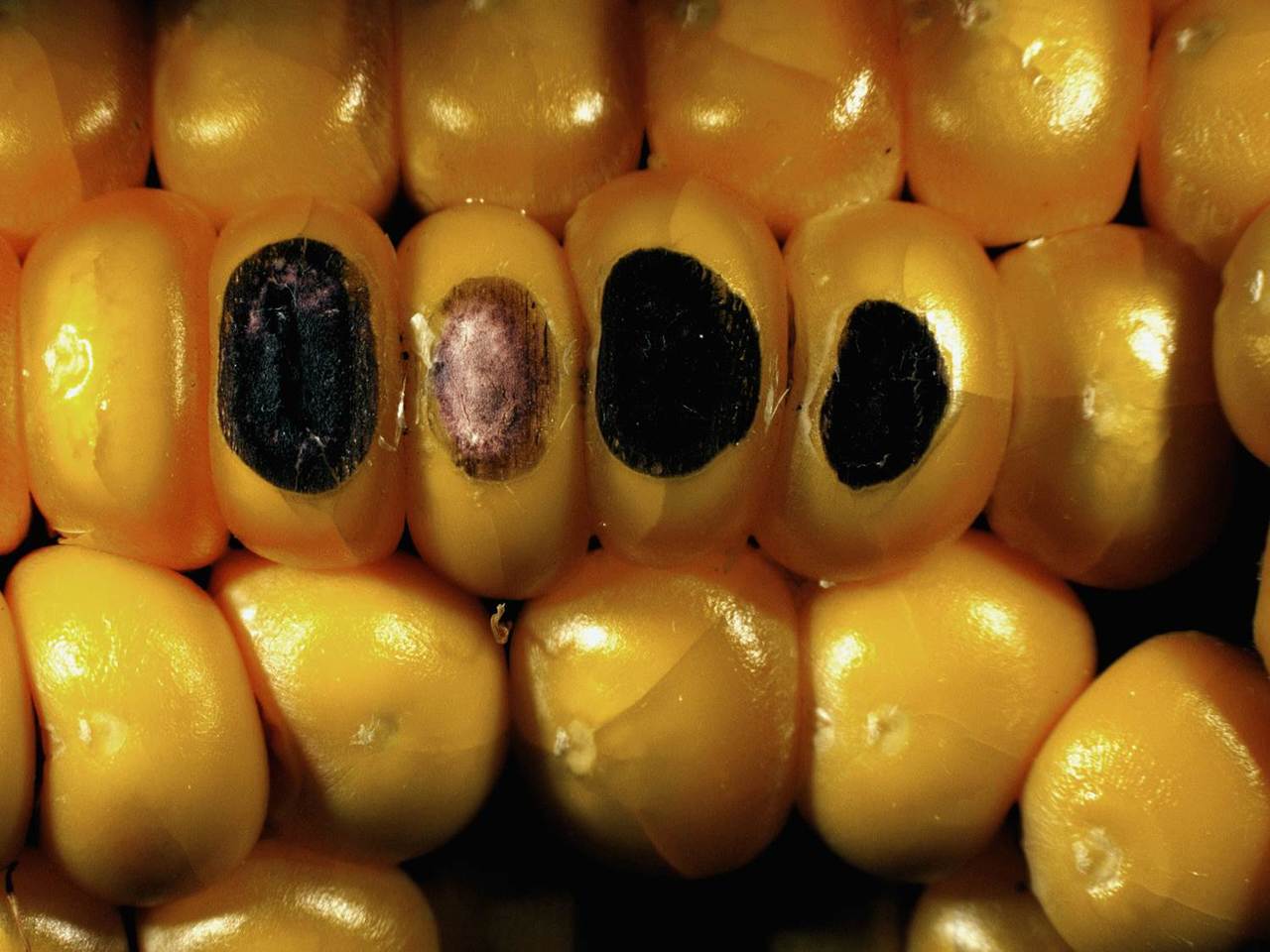 Using CRISPR to develop superior corn hybrids