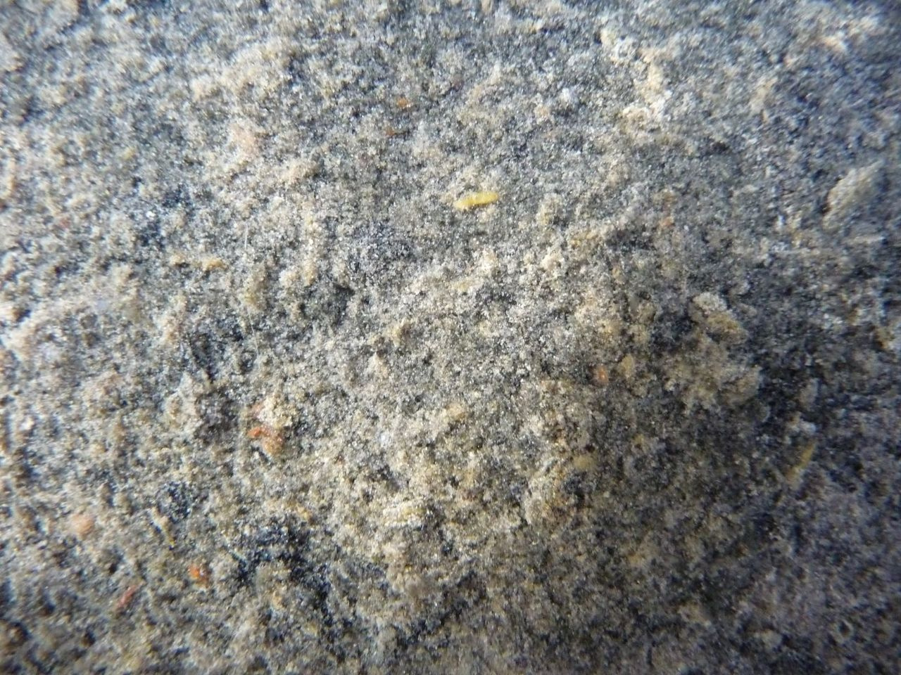 Uncovering diversity and metabolic spectrum of animals in dead zone sediments