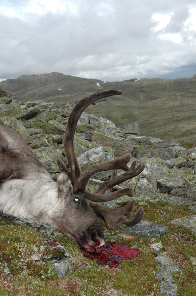 Hunters’ movements and wildlife disease