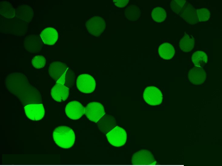 A riboswitch gives rise to multi-generational phenotypic heterogeneity in an auxotrophic bacterium​