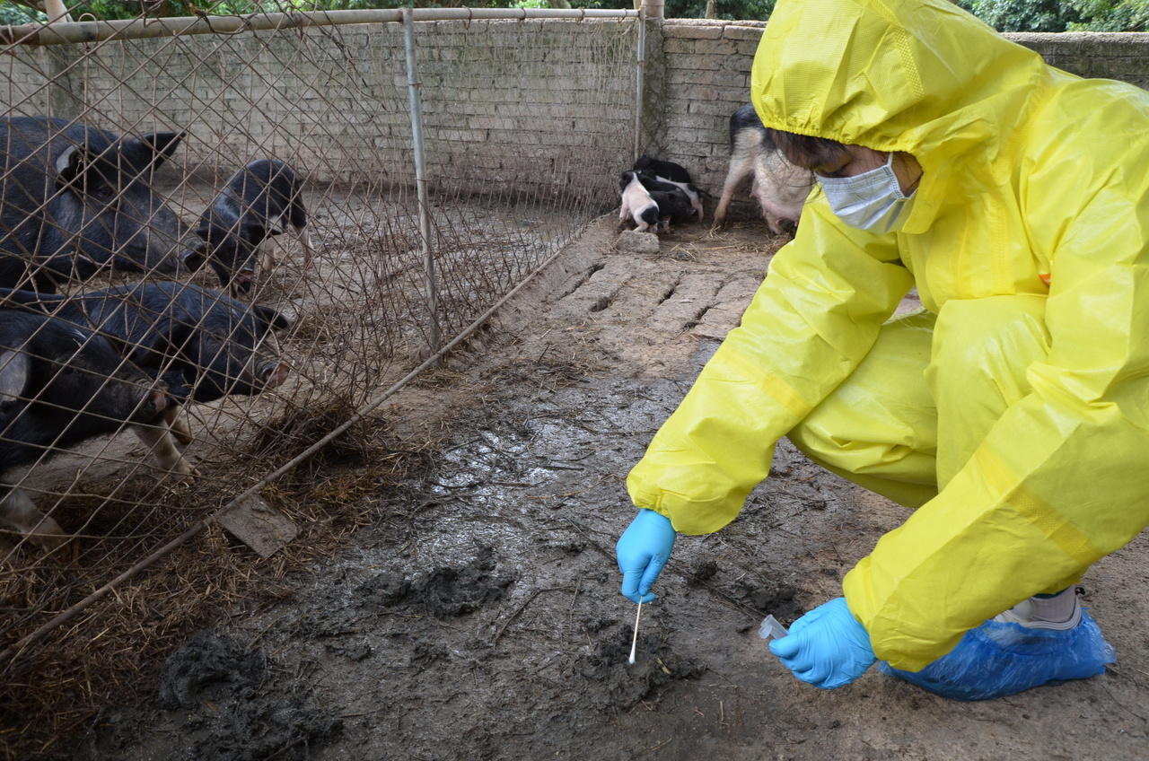 Livestock farms: A place where the microbiota and the antibiotic resistome are exchanged between environment and humans.