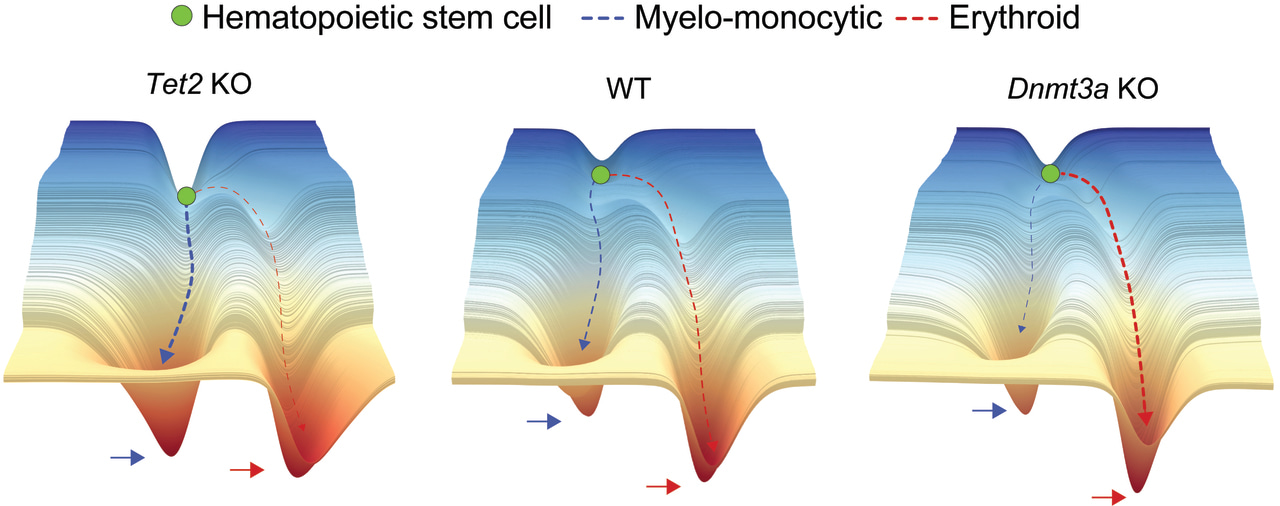 Disruption of DNA methylation reshapes the hematopoietic differentiation landscape
