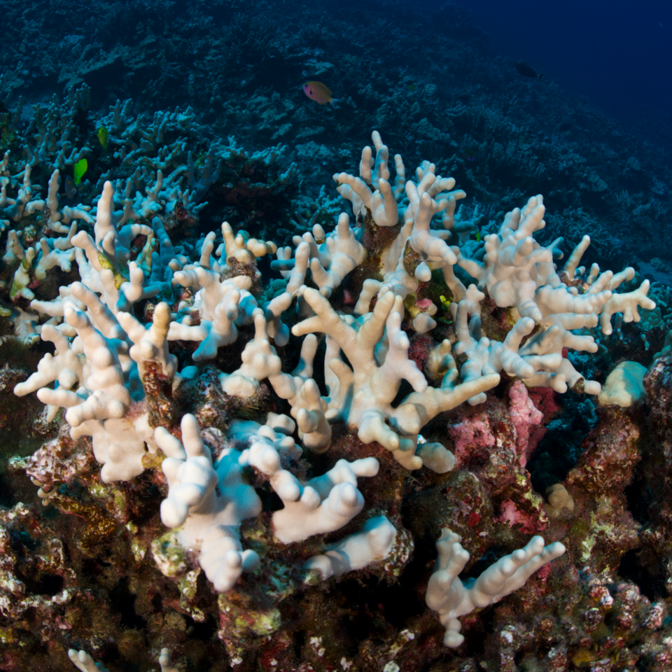 Near real-time Global Bleaching Monitoring launches on Allen Coral Atlas