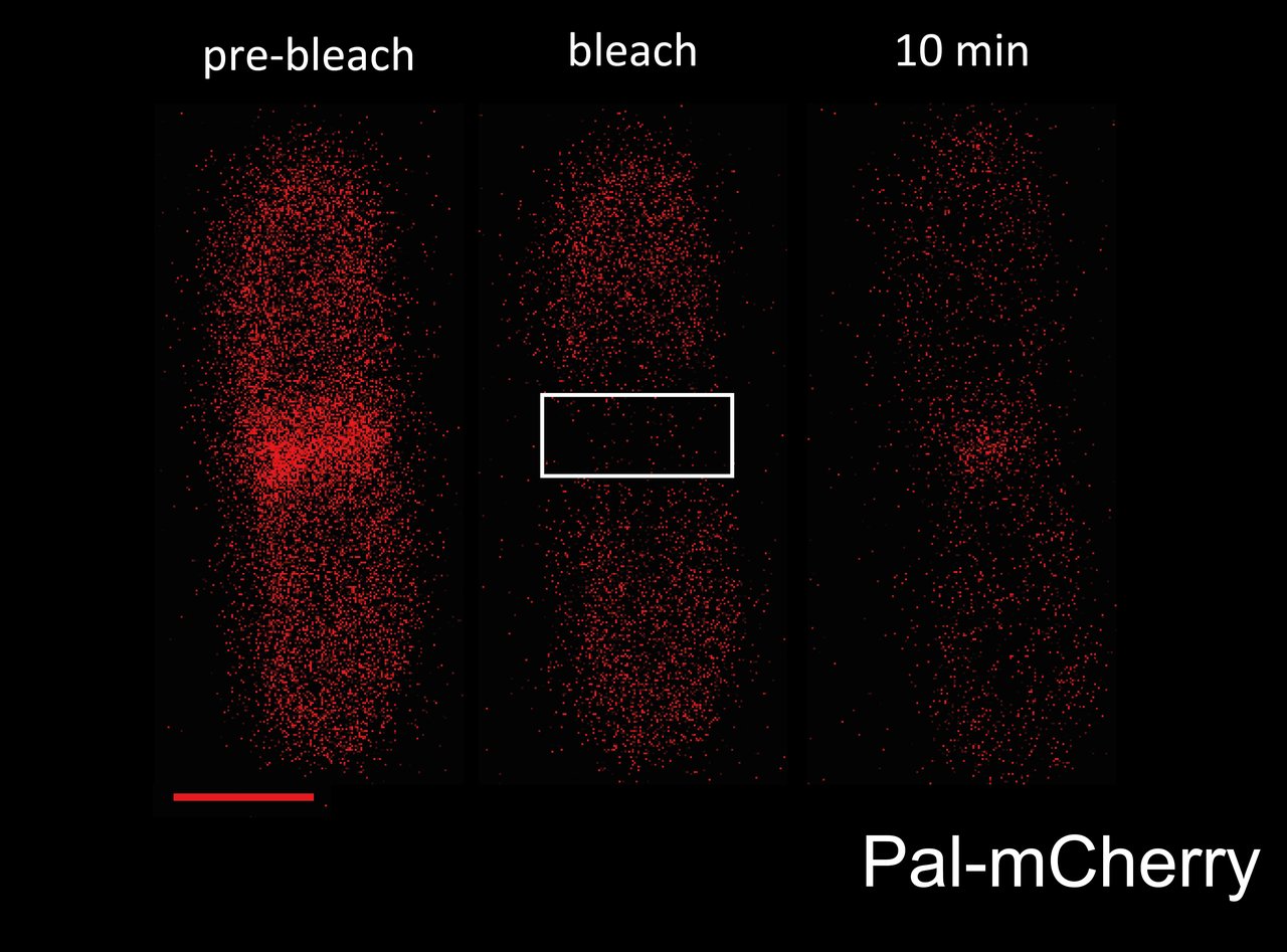 Tol and its moving Pal