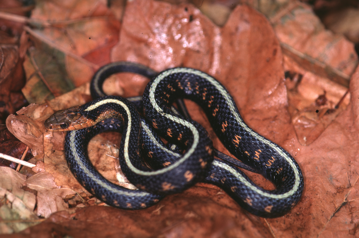 Sex linkage and adaptive evolution 