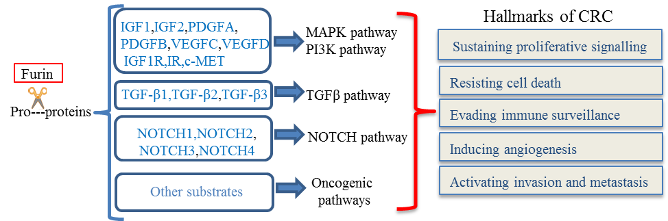 Furin, an emerging target hitting multiple oncoproteins in colorectal cancer