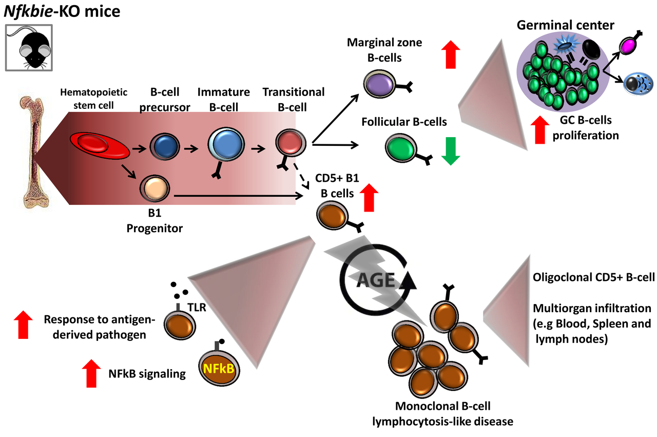 Nfkbie inactivation in mice predisposes to lymphoproliferative B-cell disorders