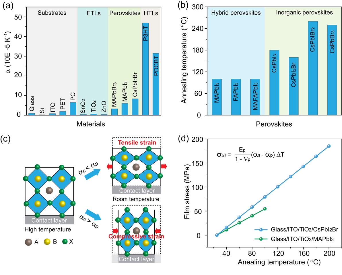 Regulating strain in perovskite thin films through charge-transport layers
