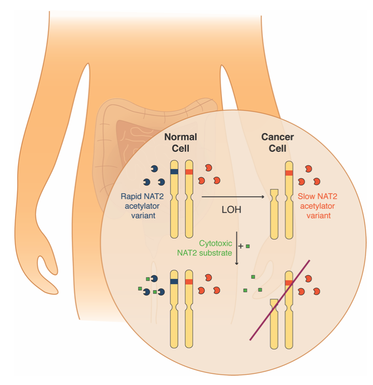 A tumor's loss (of heterozygosity) is our gain