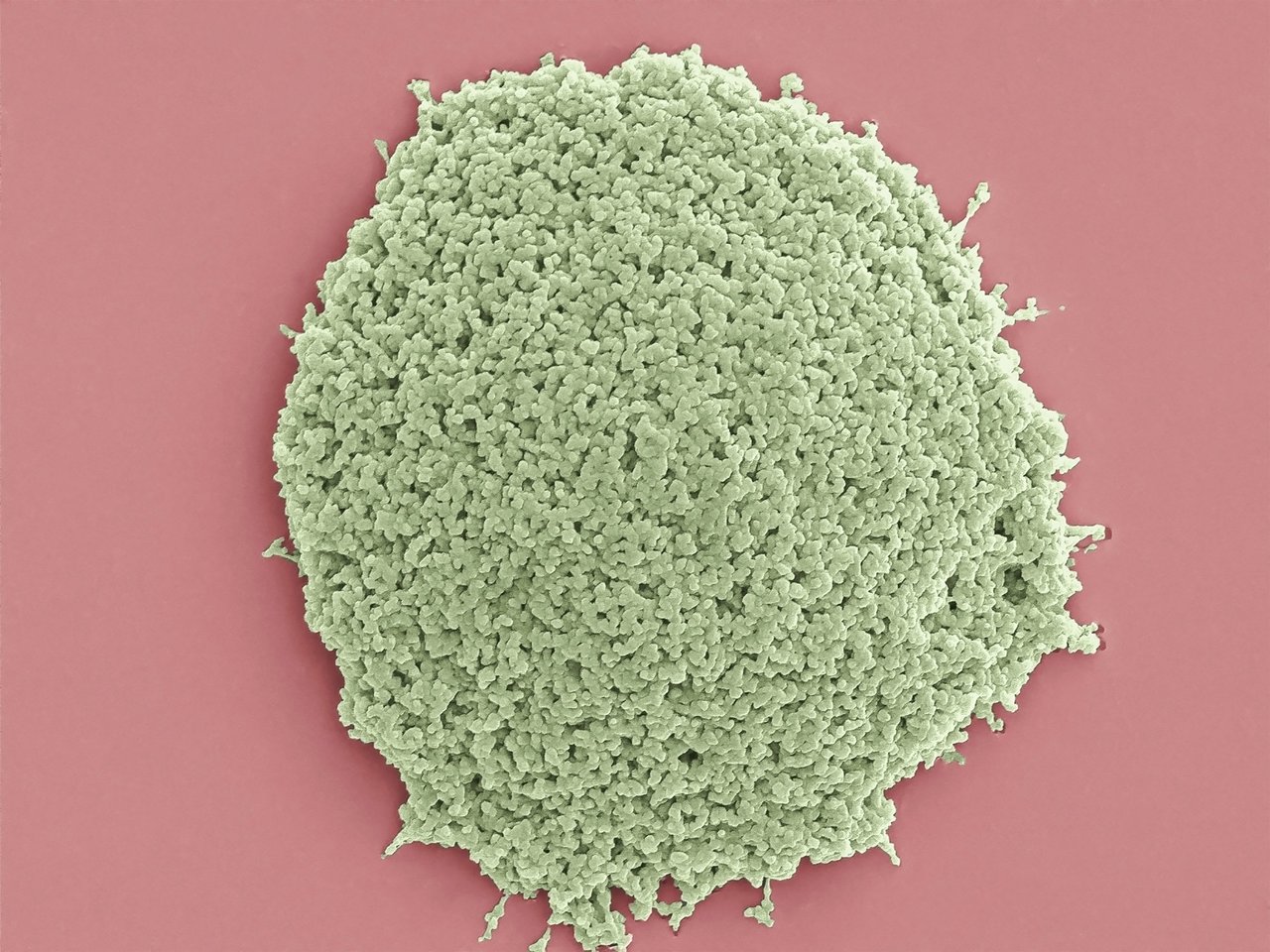 Disordered Proteins as Biotech Building Blocks