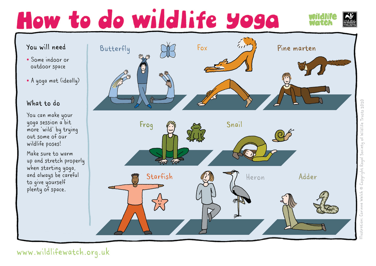 Event: Wildlife yoga