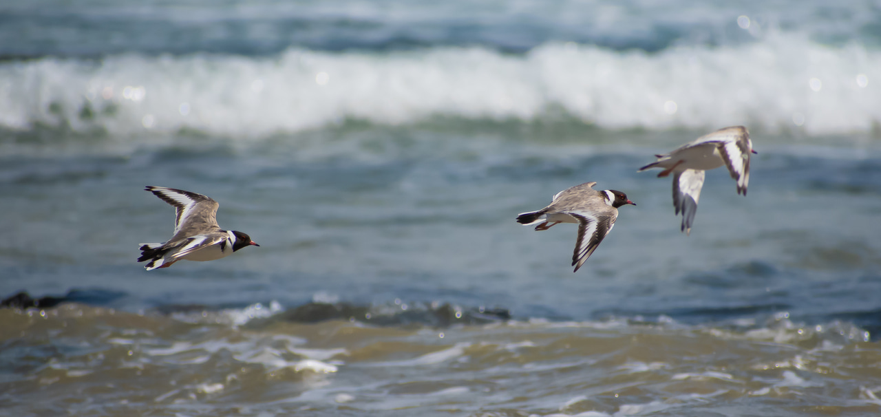 Challenges and solutions for improving well-being in conservationists