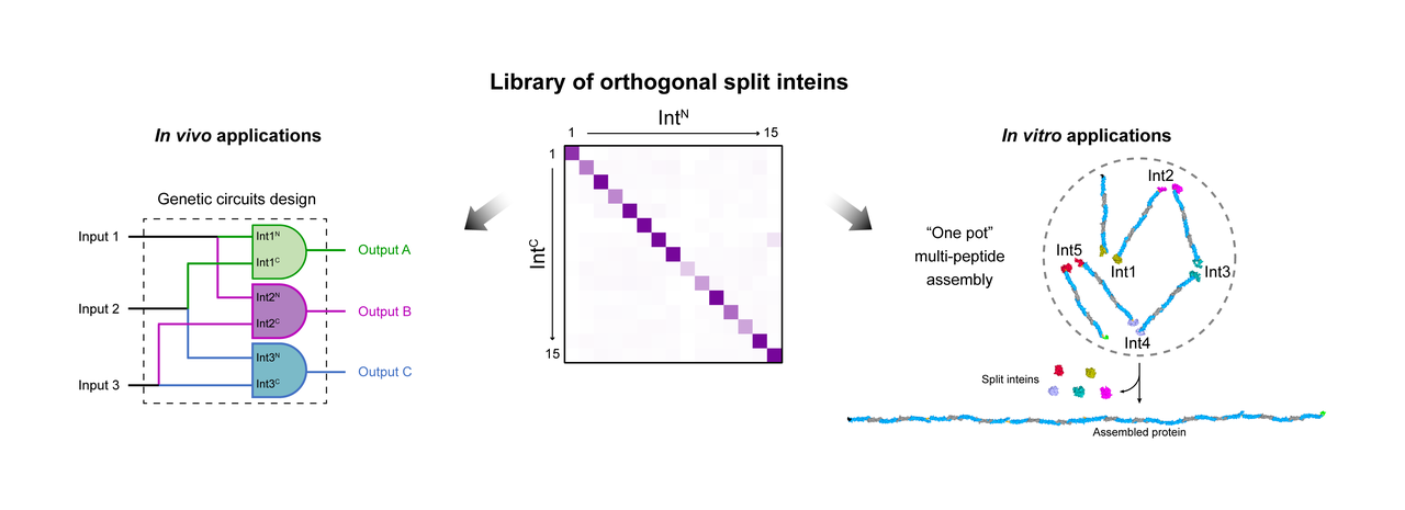 15 non cross-reacting protein glues for one-pot seamless assembly of multiple peptides