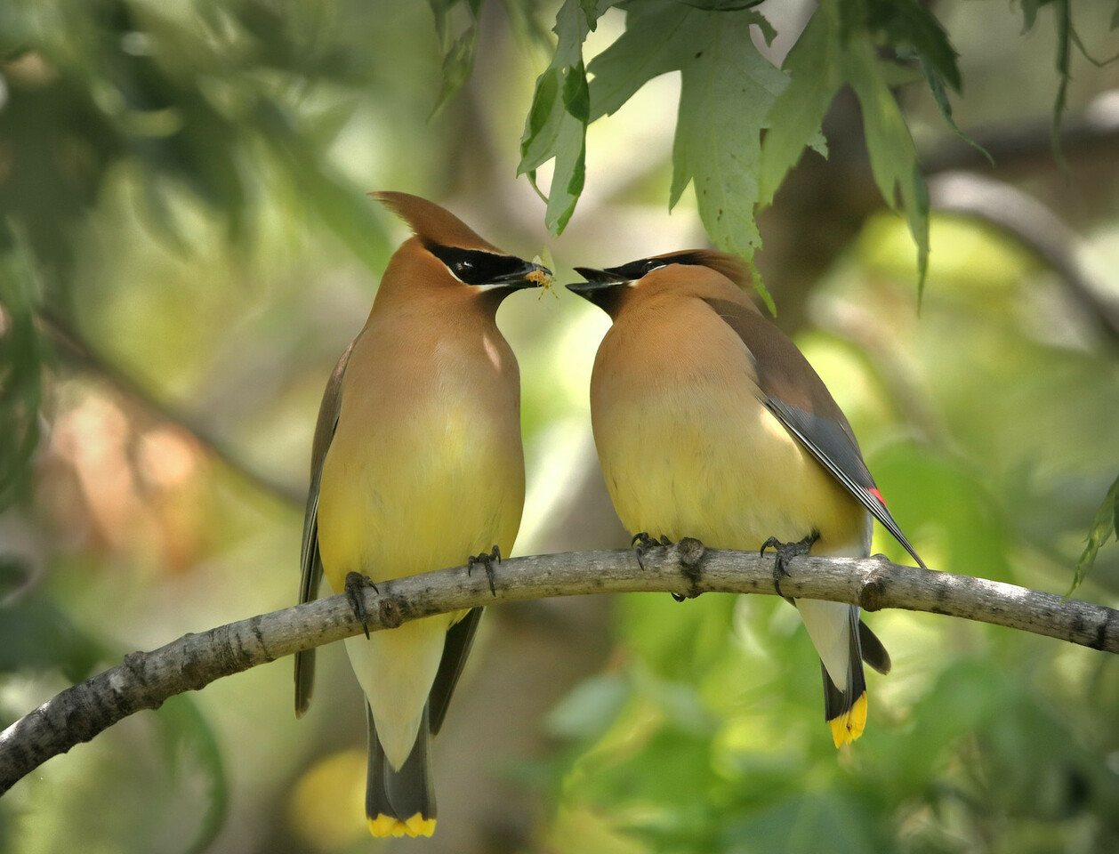 Mini knowledge exchange