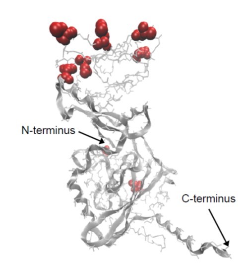 Double Trouble: IFI44 and IFI44L