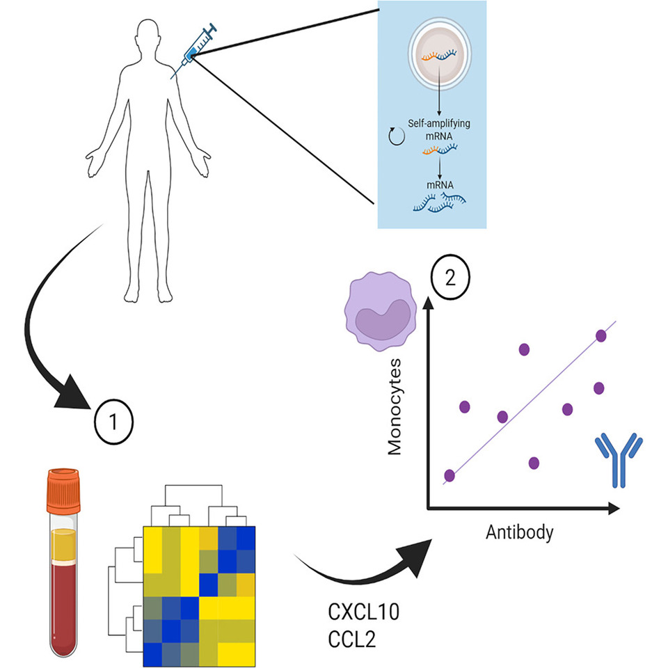 24 hours later: using systems vaccinology to understand responses to self-amplifying RNA