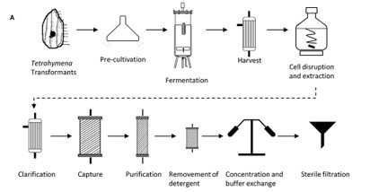​  Protective protozoa