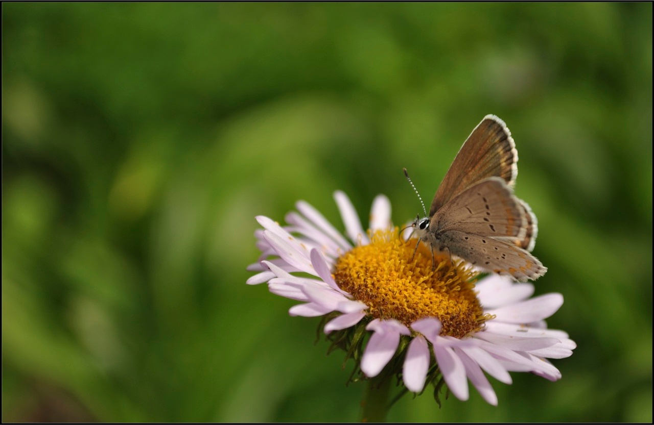 Predicting trophic mismatch under climate change
