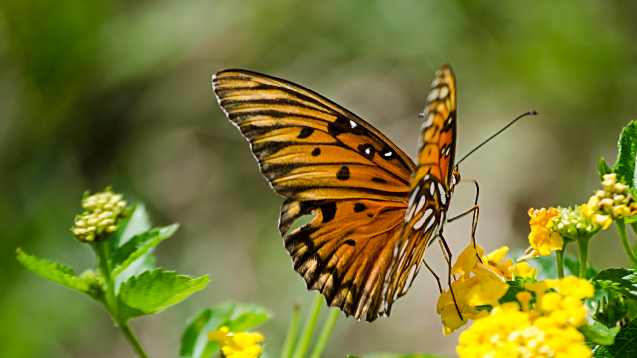 🎯 Set Your 2025 Goals: Leadership Workshop on World Optimist Day!