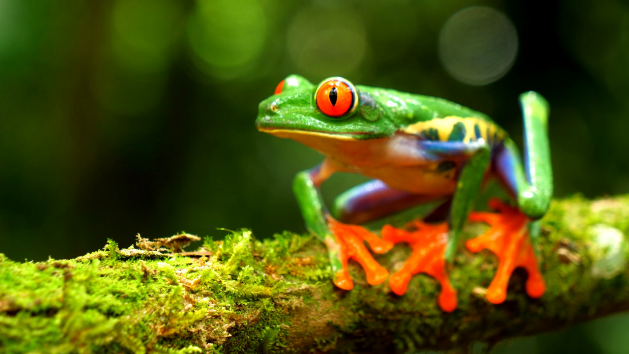 Master Stress for Success: Leadership Workshop on World Frog Day