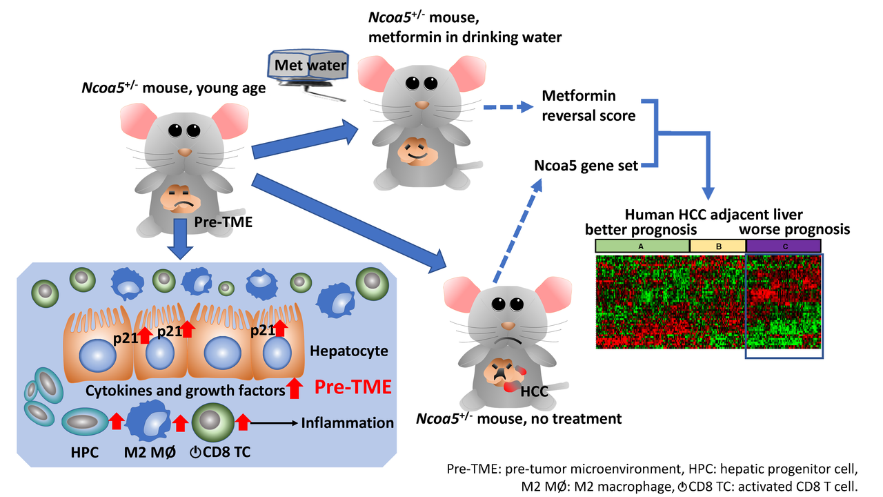 Development of a unique pre-tumor microenvironment in hepatocarcinogenesis: key factors and metformin prevention
