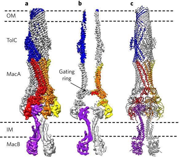 Structure of the MacAB–TolC ABC-type tripartite multidrug efflux pump