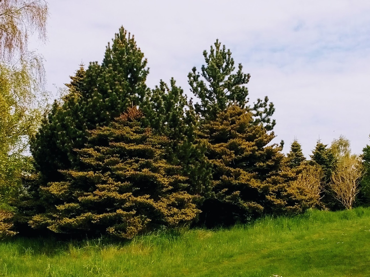 Automated phylogenetic analysis of bacterial pathogens