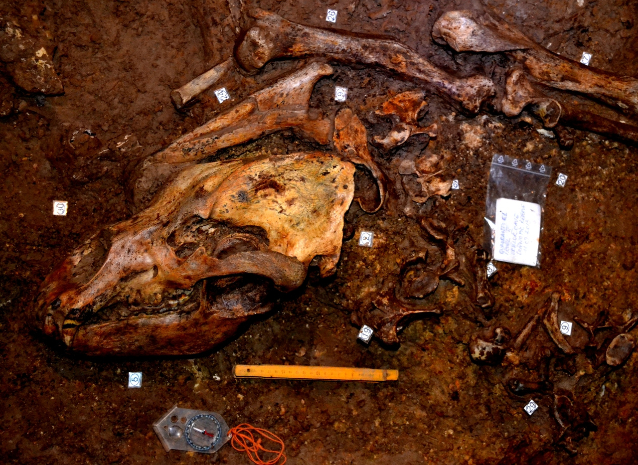 Herbivory in Carnivora: the case of emblematic cave bears