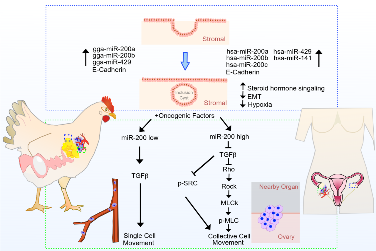 Reliable findings are usually revealed using appropriate cell and animal models