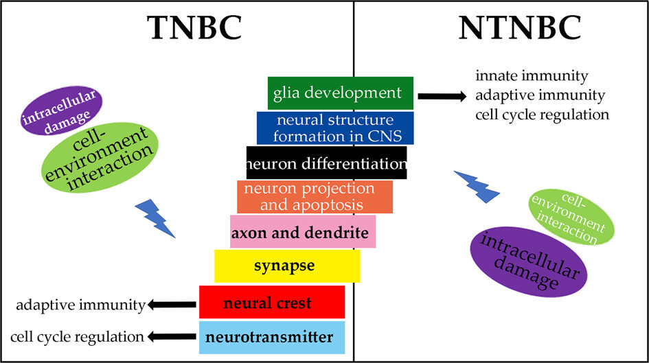 Malignant breast cancers got more nerves