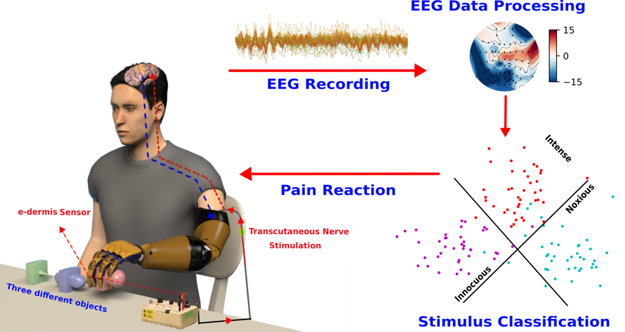 Is My Prosthesis Touching Something Harmful? Ask Your Centro-Parietal Lobe and Your Motor Cortex