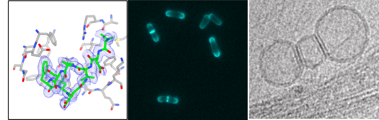 Making the SepF-FtsZ interaction crystal clear