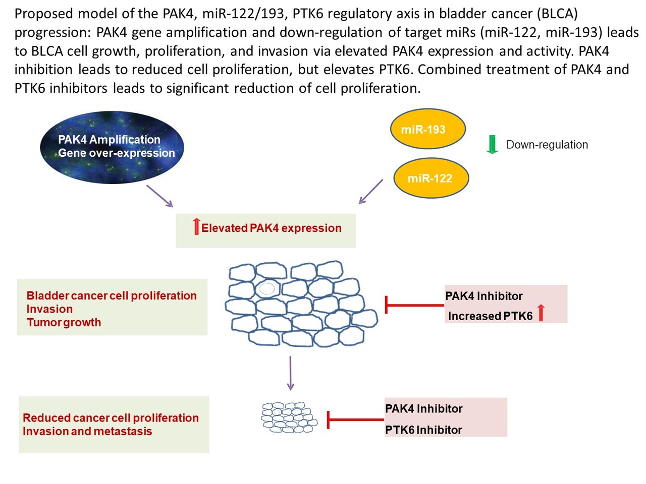 PAK4 is amplified, over-expressed, associated with progression in bladder cancer and is therapeutically actionable