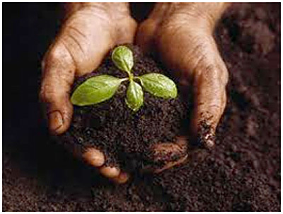 Plant a seed and it will flourish: In memory of Dr. Isaiah J. Fidler