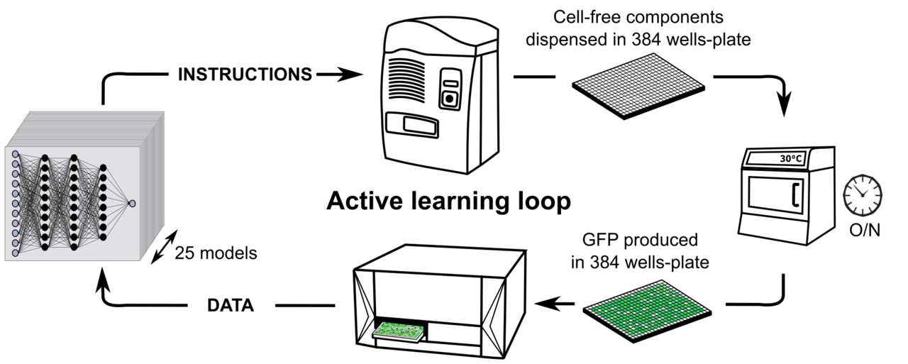 Active learning leads to highly efficient predictions in cell-free systems
